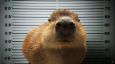 GortCaughtTrolling static emote