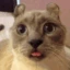 ForAnimeStrikerByAkira emote