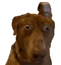 AYOOO emote