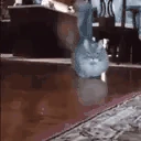 CatWalkingAndLookingAtYouKindaSuspiciously emote