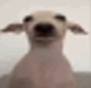Yog emote