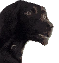 dogconfused emote