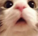 cutecat12 emoji