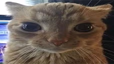 tiho emote
