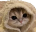 CatCozy emote