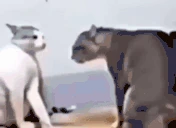 catFight emote