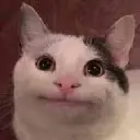 beluga emote