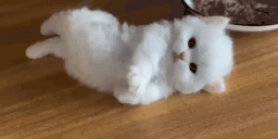 Chillin emote