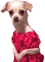 meekdog emote