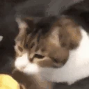 chomp emote