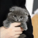Jebaited emote