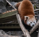 redpanda_crouch emote