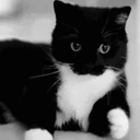 GIGACAT emote