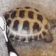 turtlescrub emote