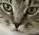 salem_is_not_pleased emoji