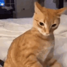 cat_rage emote