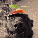 DogLookingSussyAndSilly emoji