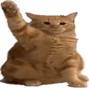 catHey emote