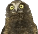 owlJam emote
