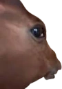 horse emote