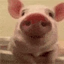pogPig emote
