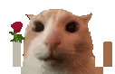 catroseL animated emote