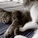 obnimeow emote