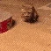 catRun emote