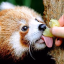 redpanda_lick emote