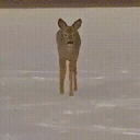 deerOmw emoji