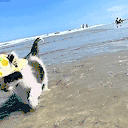 Summer animated emote