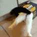 catStuck emote