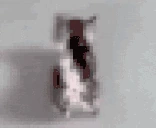 importingcocaine emote