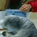 OtterSpin emote