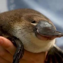 Wholesome_platypus emote