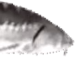 PauseJoel emote