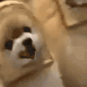 breadTalk animated emote