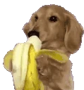 DogLookingHungryAndSnacking emote