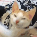 sleep emote