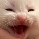 catKEK emote