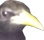 yoobird emote