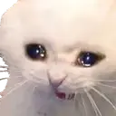 52_CryCat emote