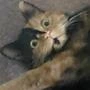 whaat_moushoni emote