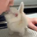 kiss emote
