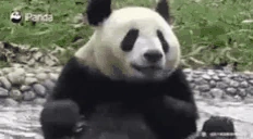 pandapool emote