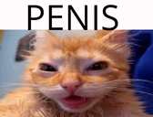 penis emote