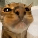 Water emote