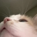 WhatIsAboveMe emote