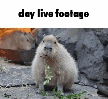 eating_clay emote
