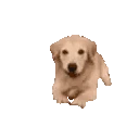 doggoArrive emote